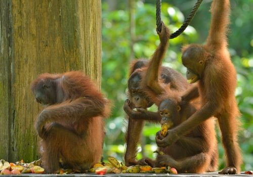 SEPILOK ORANG UTAN -  SABAH (2015)