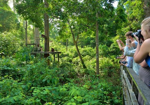 SEPILOK ORANG UTAN -  SABAH (2015)