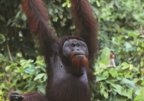 SEPILOK ORANG UTAN REHABILATION CENTRE
