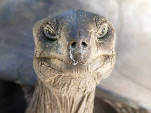 800 - Seychellen - tortoise-2893807_1280