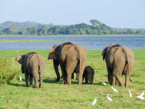 800 - Sri Lanka - elephant-4037451_1920