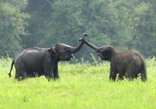 Elephants in National Park of Sri Lanka