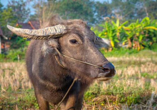 800 - Tag 3 - young-buffalo-close-up-on-a-pasture-on-a-rustic-background-pai-thailand