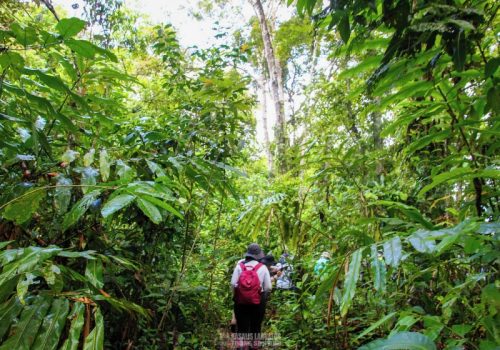 800 - Tanini Kinabatanganba3bda9c