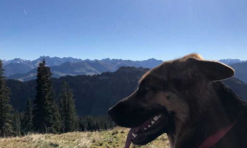 mit Bella im Allgäu