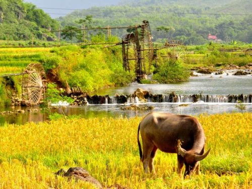 800 - Vietnam - Pu_Luong_Retreat_Thanh_Hoa_-_Pu_Luong_landscapes_96087-1000px