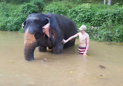 800 - elefant - Elephant Bathing