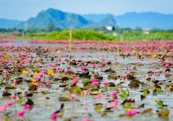 Thale Noi Waterfowl Reserve, Phatthalung