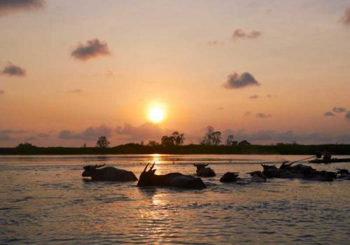 800 - tiefer Süden - sunrise-and-buffalo-in-water-at-thalenoi-wildlife-sanctuary-phatthalung-thailand