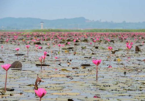 800 - tiefer Süden - the-sea-of-red-lotus-or-water-lily-in-talay-noi-wetland-thailand(1)