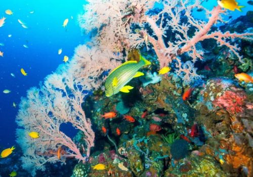800x600 - BaliAmed-Dive-Center-Emerald-dive-sites-tulamben-bali-1b-2-1024x683