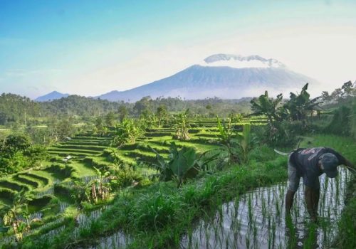 800x600 - BaliRice-Fields-1-things-to-do-and-see-in-Sideman-Valley-Bali-Indonesia