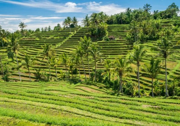 800x600 - Balijatiluwih-rice-terraces-landscape-in-bali-indonesia