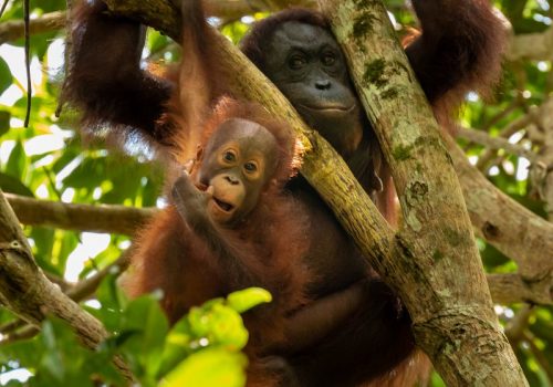 A wild mother and baby Bornean Orangutan in the rainforest of eastern Borneo