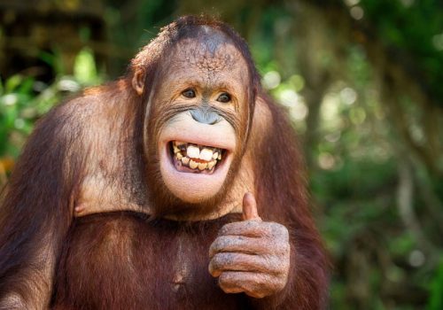 800x600 - Malaysiayoung-orangutan-smiled-and-acted-like
