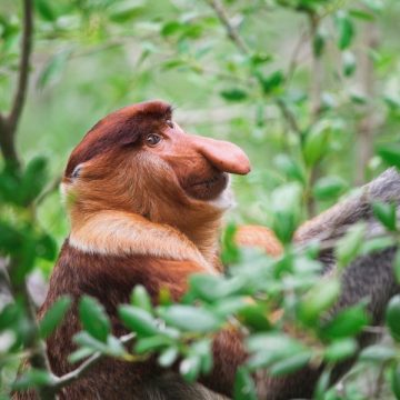 10486809 - long nosed in bako national park,malaysia