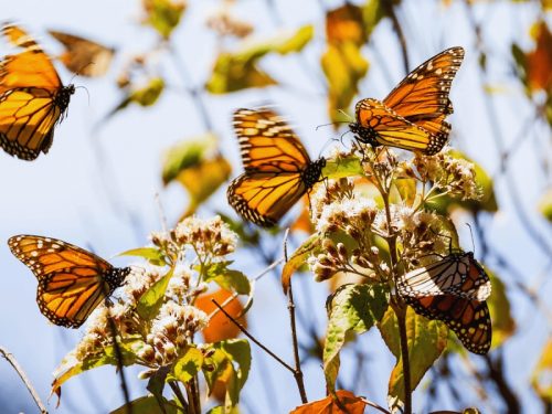 800x600 - Philippinen - Jumalon-Butterfly-Sanctuary