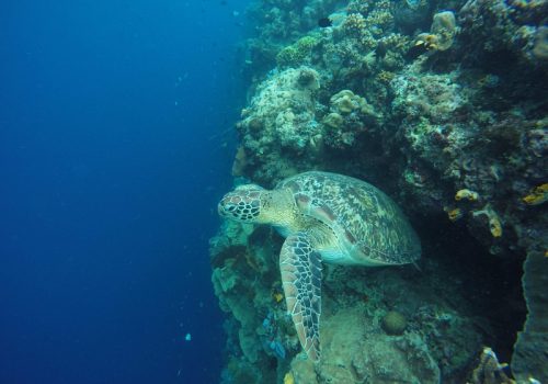 800x600 - SulawesiBunaken 1