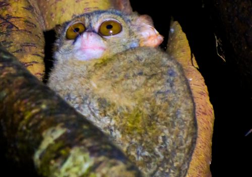 800x600 - SulawesiTarsius