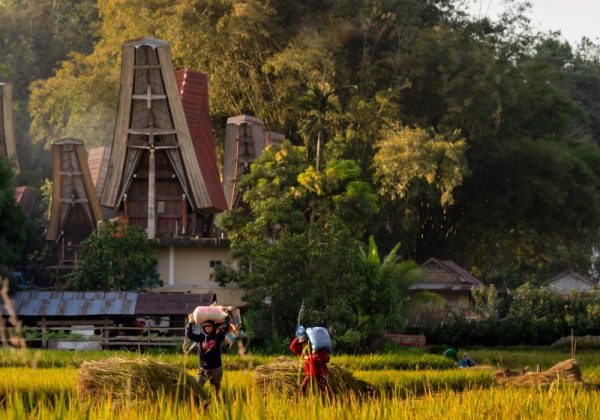 800x600 - SulawesiToraja