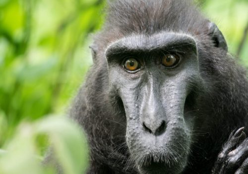 800x600 - Sulawesidighini-celebes-crested-macaque-1884939