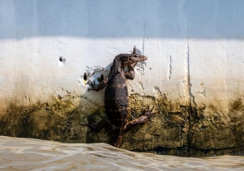 Warane allgegenwärtig in Bangkok