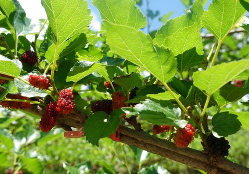 800x600 - Tripseed - Tripseed Copy Right 2025-FD Artists’ and Artisans’ Community Visit (PVT)11