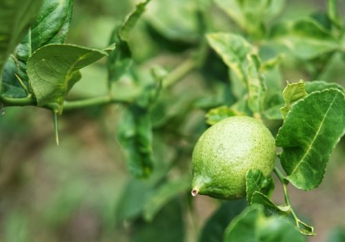 800x600 - Tripseed - Tripseed Copy Right 2025-HD Thai Cooking Master Class with a Local Chef (PVT)4